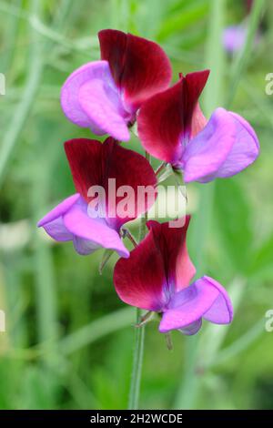 Matucana süße Erbse. Lathyrus odoratus 'Matucana' blüht in einem Sommergarten. VEREINIGTES KÖNIGREICH Stockfoto