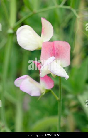 Süßer Spanische Erbsentänzer. Lathyrus odoratus „Spanish Dancer“-Süßerbsen, die in einem englischen Garten wachsen. Sommer. VEREINIGTES KÖNIGREICH Stockfoto