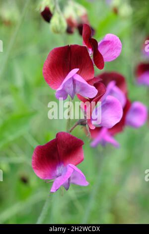 Matucana süße Erbse. Lathyrus odoratus 'Matucana' blüht in einem Sommergarten. VEREINIGTES KÖNIGREICH Stockfoto