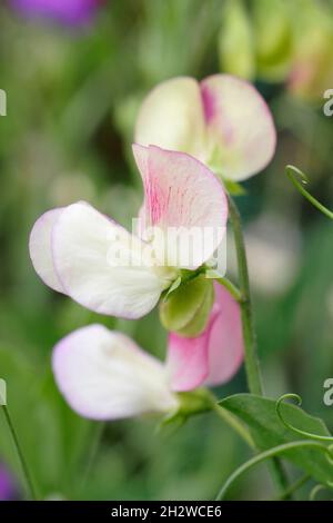 Süßer Spanische Erbsentänzer. Lathyrus odoratus „Spanish Dancer“-Süßerbsen, die in einem englischen Garten wachsen. Sommer. VEREINIGTES KÖNIGREICH Stockfoto