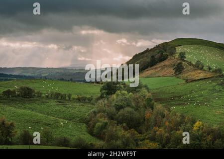 Schafzucht am Hang in der Nähe von Llandrindod Wells, Powys, Wales, Großbritannien, vom Coco's Wild Campsite aus gesehen Stockfoto