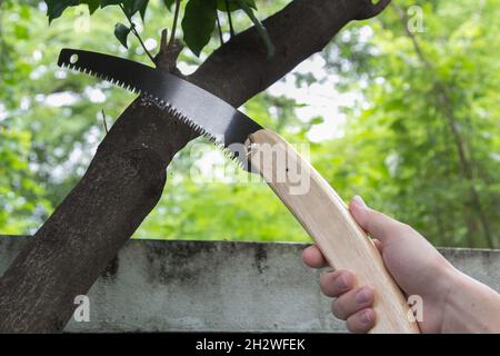 Mann Hand Sägen Baum Zweig durch Falten Gartensäge, Gartengeräte Stockfoto