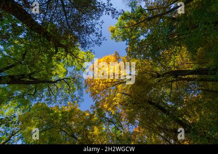 Herbst Walddach im Wald in Brasov County Romania Stockfoto