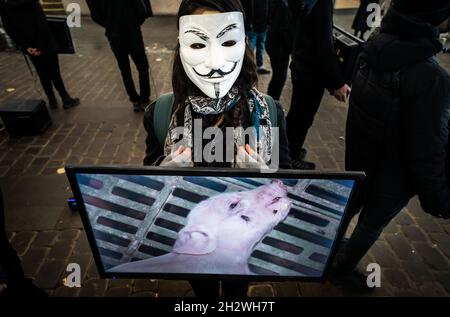 Ein Mitglied der globalen Tierrechtsorganisation Anonymous for the Voiceless während einer Veranstaltung zur Öffentlichkeitsarbeit zum Cube of Truth auf der Market Street in Manchester. Die Mitglieder halten Bildschirme mit „Standardmaterial“ aus der Tierhaltung, während andere Teilnehmer zur Verfügung stehen, um sich mit den Mitgliedern der Öffentlichkeit in Gesprächen zu engagieren. Bilddatum: Sonntag, 24. Oktober 2021. Stockfoto