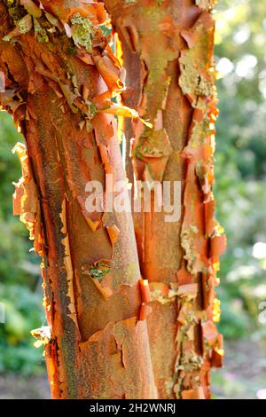 Acer griseum paperbark Ahorn. Attraktive, abblätternde Rinde von Acer griseum, die von Herbstsonne beleuchtet wird. VEREINIGTES KÖNIGREICH Stockfoto