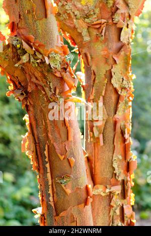 Acer griseum paperbark Ahorn. Attraktive, abblätternde Rinde von Acer griseum, die von Herbstsonne beleuchtet wird. VEREINIGTES KÖNIGREICH Stockfoto