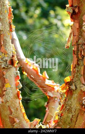 Sonnenbeschienene Spinnennetze zwischen Ästen aus Paperbark-Ahorn. Araneus diadematus auf Acer griseum. VEREINIGTES KÖNIGREICH Stockfoto