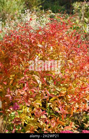 Gillenia trifoliata - Bowmans Wurzel zeigt charakteristische feurige rote Blätter im Herbst .UK Stockfoto