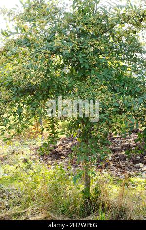 Cotoneaster Rothschildianus. Cotoneaster Tree zeigt im Herbst Trauben von cremigen, gelbfarbenen Beeren. VEREINIGTES KÖNIGREICH Stockfoto