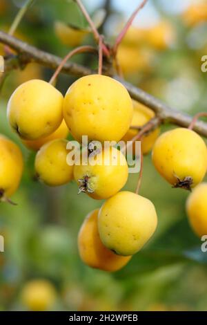 Golden Hornet Krabbenapfel. Früchte von Malus × zumi 'Golden Hornet' Krabbenäpfeln im Herbst. VEREINIGTES KÖNIGREICH Stockfoto