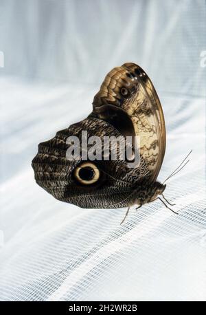 Nahaufnahme eines brasilianischen Eulenschmetterlings (Caligo brasiliensis). 1998 Stockfoto