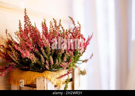 Rosa Heidekraut im Topf, Geschenkbox mit Spitzenbogen, Chrysantheme mit Kerzen, Vintage-Fensterläden auf dem Hintergrund.Blühender Heidekraut Stockfoto