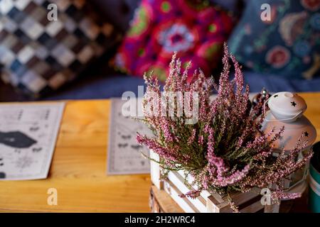 Rosa Heidekraut im Topf, Geschenkbox mit Spitzenbogen, Chrysantheme mit Kerzen, Vintage-Fensterläden auf dem Hintergrund.Blühender Heidekraut Stockfoto