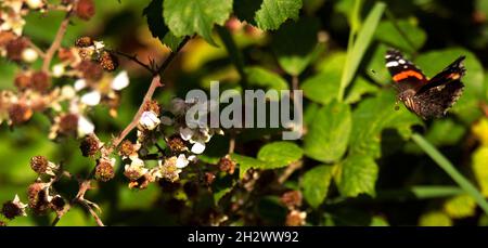 Red Admiral Butterfly im Flug Stockfoto