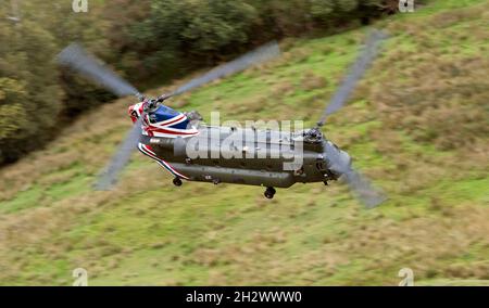 RAF Chinook ZD984 40th Anniversary Spezielle Lackierung in LFA7 am 22/09/21 Stockfoto