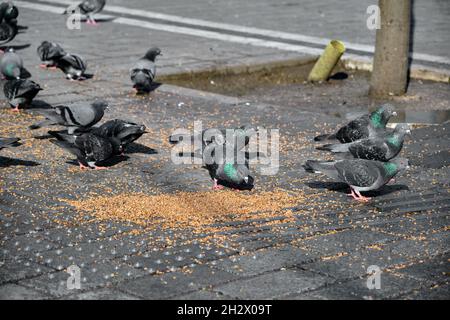 Viele Vögel, Tauben und Tauben mit bunten grünen und violetten Federn im Nacken Stockfoto