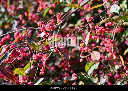 Spindle Tree (Euonymus Europaeus), Foots Cray Meadows, Sidcup, Kent. VEREINIGTES KÖNIGREICH Stockfoto