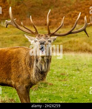 Porträt eines brüllenden Rotstags in den schottischen Highlands. Nahaufnahme und nach vorne mit geöffnetem Mund. Herbst oder Herbst mit goldenen Bracken im Rücken Stockfoto