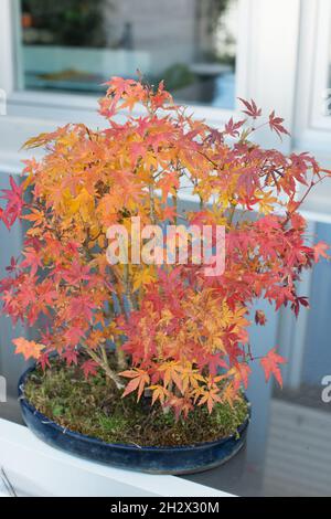 Schöner Bonsai-Wald mit Herbstfarben, gelb und rot. Japanischer Ahorn, acer palmatum Stockfoto