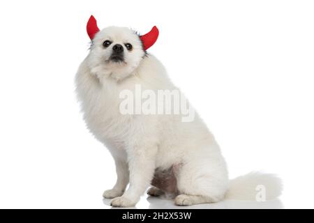 Seitenansicht eines entzückenden pommerschen Hundes mit Teufelshörnern vor weißem Hintergrund Stockfoto