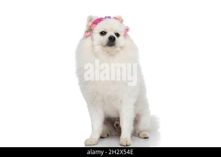 Liebenswert pommerschen Hund trägt ein Stirnband aus Blumen und sitzt vor weißem Hintergrund Stockfoto