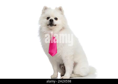 Bezaubernder sitzender pommerscher Hund mit rosa Fliege und Blick auf die Kamera auf weißem Hintergrund Stockfoto