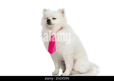 Liebenswert pommerschen Hund das Gefühl der inneren Ruhe und trägt eine rosa Fliege auf weißem Hintergrund Stockfoto