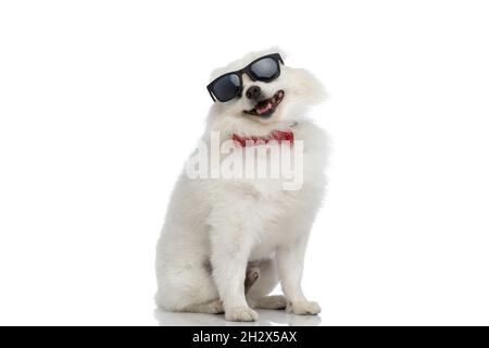 Sitzender cooler pommerscher Hund mit Sonnenbrille und roter Fliege vor weißem Hintergrund Stockfoto