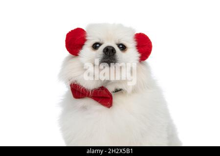 Entzückender pommerscher Hund mit roten Kopfhörern und Fliege vor weißem Studiohintergrund Stockfoto