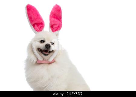 Liebenswert pommerschen Hund trägt rosa Hasenohren und Fliege auf weißem Studio-Hintergrund Stockfoto