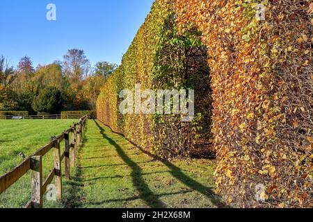 Hainbuche Laubweg im Herbst. Außenansicht Stockfoto