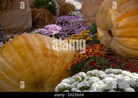 Ausstellung von riesigen Kürbissen in verschiedenen Formen, Farben und Größen. Stockfoto
