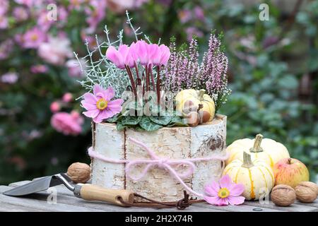 Rosa Cyclamen und Heidekraut blühen im Birkenrindentopf im Herbstgarten Stockfoto