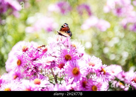 Pfauenfalter auf Sommerblumen Stockfoto