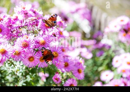 Pfauenfalter auf Sommerblumen Stockfoto