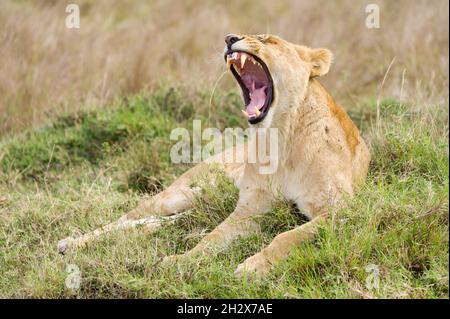 Weiblicher Löwe (panthera leo), der im hohen Gras gähnt, Masai Mara, Kenia Stockfoto