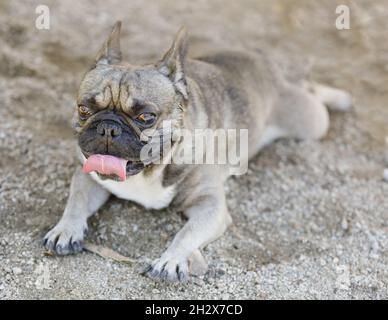 Der 6-jährige Sable-Franzose ruht mit hervorstehenden Zungen. Hundepark an der Leine in Nordkalifornien. Stockfoto