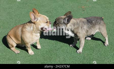 Red-Tan (links) und Sable French Bulldog Männchen geselligen sich. Hundepark an der Leine in Nordkalifornien. Stockfoto