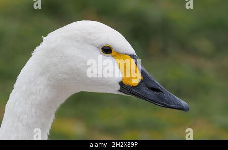 Porträt eines Schwans eines Bewicks Cygnus bevickii mit charakteristischem gelben Schnabelfleck, der kurz vor Nasenloch hält - Slimbridge UK Stockfoto