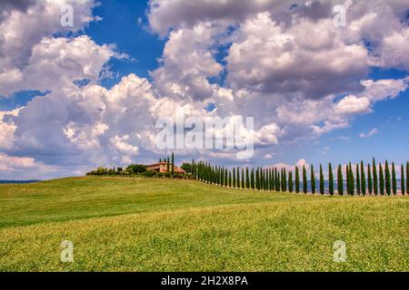 Toskana, Italien - Juli 6, 2018: Zypressen und Wiese mit typisch toskanisches Haus, Val d'Orcia, Italien - Toskana Stockfoto