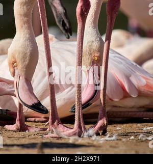 Zwei größere Flamingo Phoenicopterus roseus treffen sich auf Bodenhöhe im Slimbridge Wildfowl & Wetlands Centre Gloucestershire UK Stockfoto