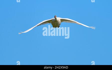 Frontalansicht des Mute Swan Cygnus olor im Flug - Gloucestershire UK Stockfoto