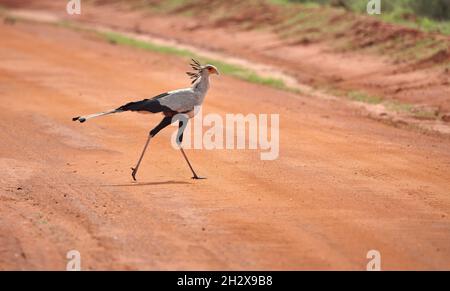 Sekretär Vogel Schütze Serpentarius Überquerung des Schmutzes verfolgen in Tsavo National Park im Süden Kenias Stockfoto