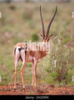 Feine männlichen Grant es Gazelle Nanger Granti zeigt Kopf auf und hintere Ansicht und elegant geformte Hörner im Tsavo Ost Reserve Kenia Leier Stockfoto