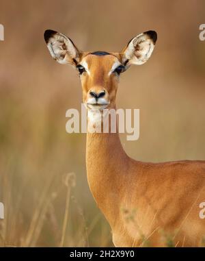 Weibliche Impala Aepyceros melampus im Tsavo Nationalpark in Kenia Stockfoto