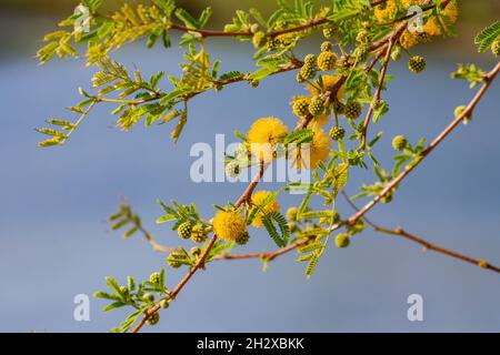 Nahaufnahme der Blüte der Vachellia constricta in Las Vegas, Nevada Stockfoto