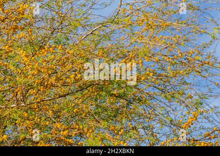 Nahaufnahme der Blüte der Vachellia constricta in Las Vegas, Nevada Stockfoto