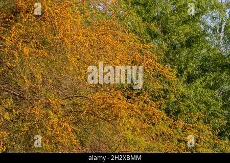 Nahaufnahme der Blüte der Vachellia constricta in Las Vegas, Nevada Stockfoto