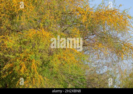 Nahaufnahme der Blüte der Vachellia constricta in Las Vegas, Nevada Stockfoto