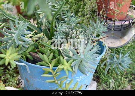 Wiederverwendete Ideen für Gartengestaltung. Alte blaue Kochtöpfe verwandeln sich in Blumentöpfe im Garten. Recyceltes Gartendesign, diy und ein Lifestyle mit geringem Abfall. Stockfoto